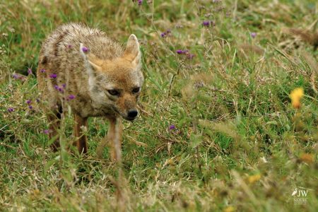 Jackal