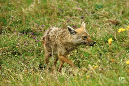 Jackal