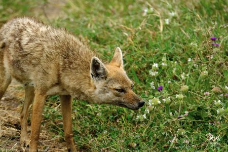 Jackal