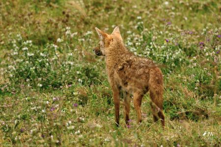 Jackal