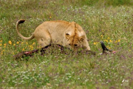 Lion