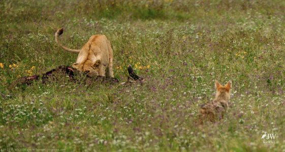 Lion, Jackal