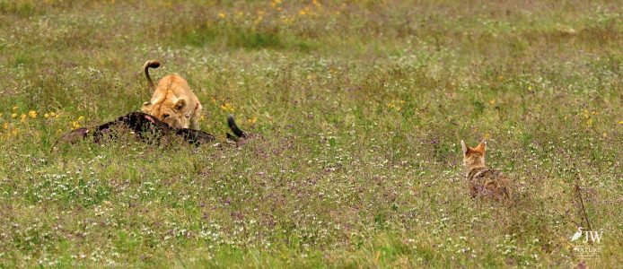 Lion, Jackal