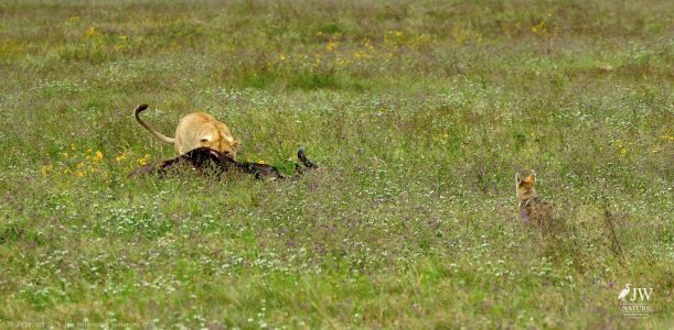 Lion, Jackal