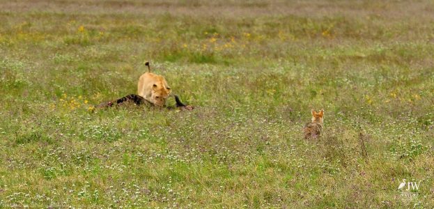 Lion, Jackal