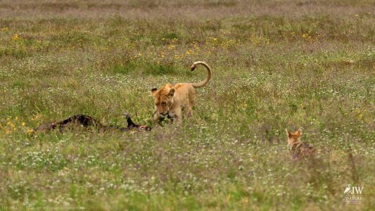 Lion, Jackal