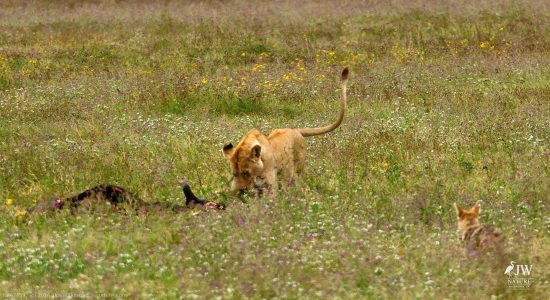 Lion, Jackal