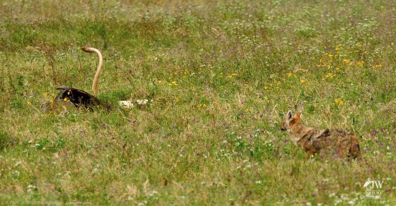 Lion, Jackal