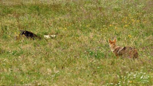 Lion, Jackal