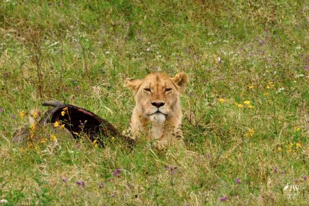 Lion
