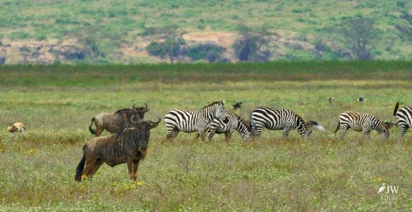 White-bearded Wildebeest, Zebra, Thompson's Gazelle
