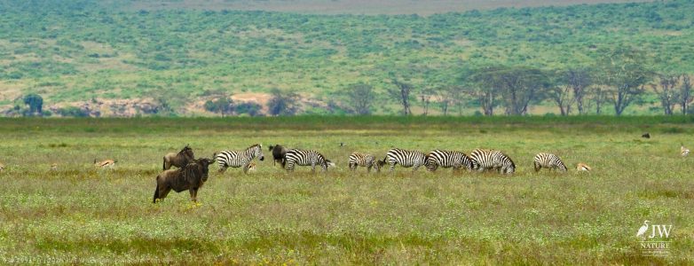 White-bearded Wildebeest, Zebra, Thompson's Gazelle