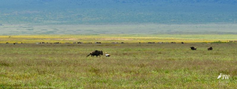 White-bearded Wildebeest, Gray Crowned-Crane