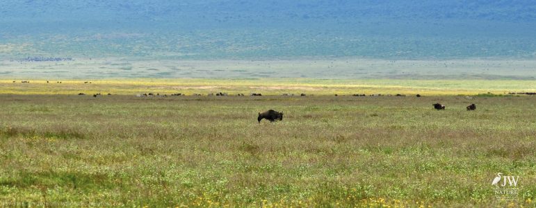 White-bearded Wildebeest