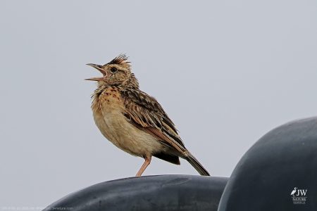 Rufous-naped Lark