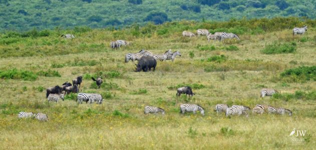 Eastern Black Rhino, White-bearded Wildebeest, Zebra