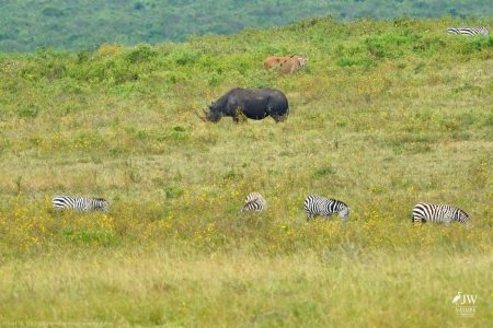 Eastern Black Rhino, Eland Antelope, Zebra
