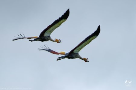 Gray Crowned-Crane