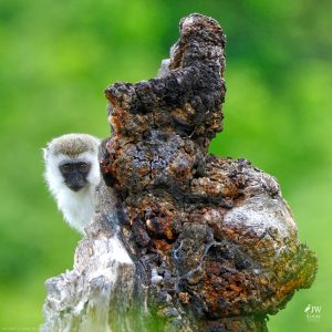 Vervet Monkey