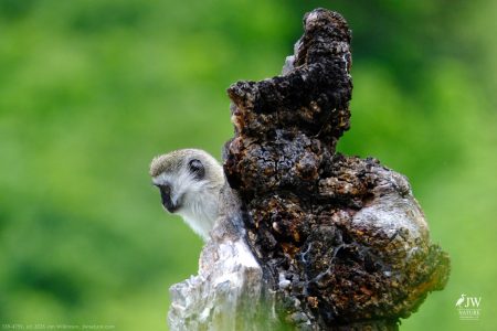 Vervet Monkey