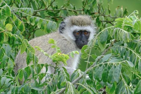 Vervet Monkey