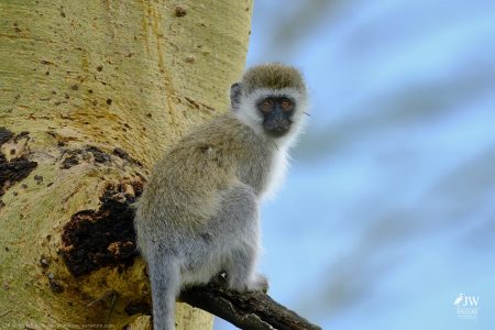 Vervet Monkey