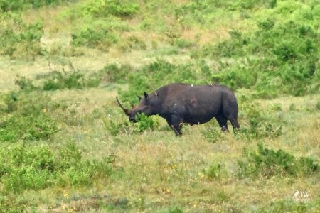 Eastern Black Rhino