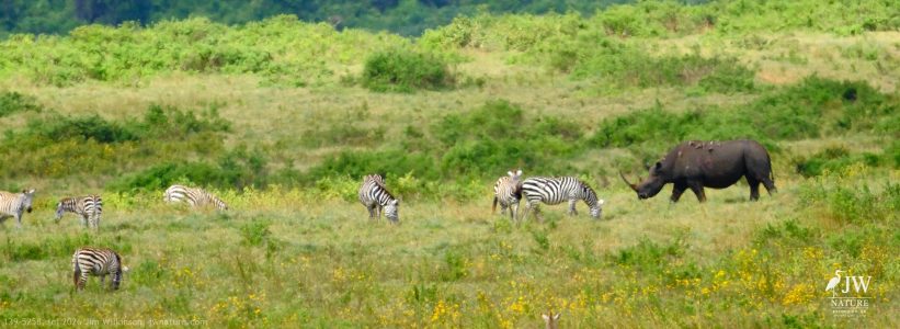 Eastern Black Rhino, Zebra
