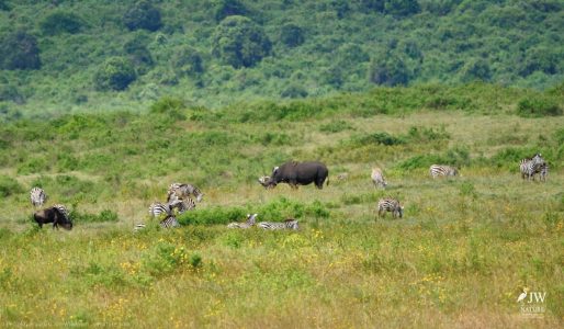 Eastern Black Rhino, Zebra, White-bearded Wildebeest