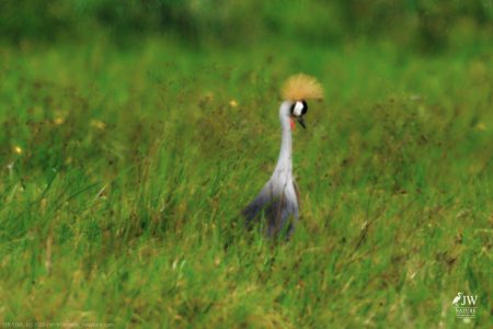 Gray Crowned-Crane