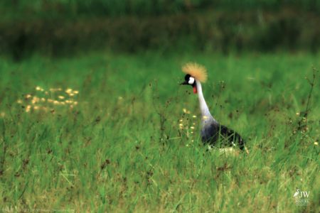 Gray Crowned-Crane