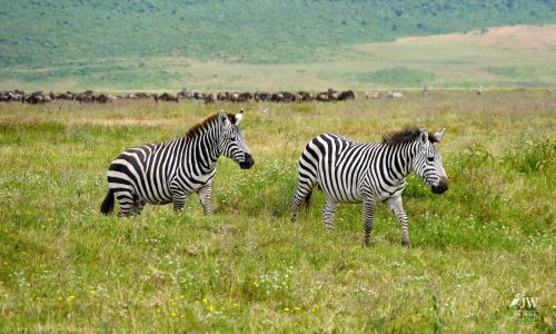 Zebra