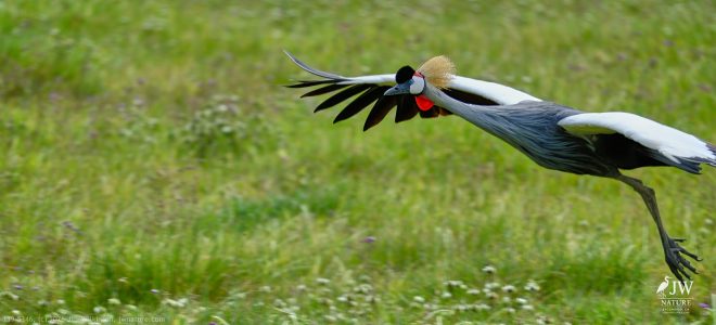 Gray Crowned-Crane