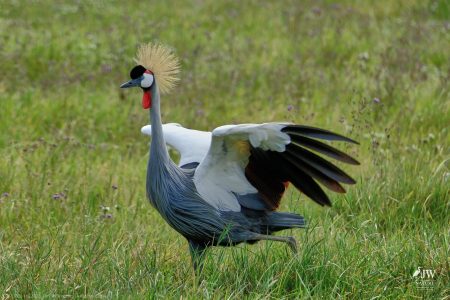 Gray Crowned-Crane
