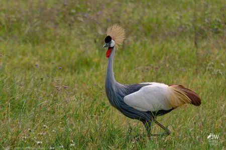 Gray Crowned-Crane
