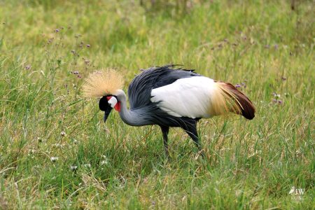 Gray Crowned-Crane