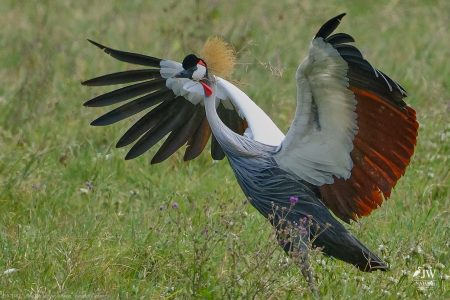 Gray Crowned-Crane