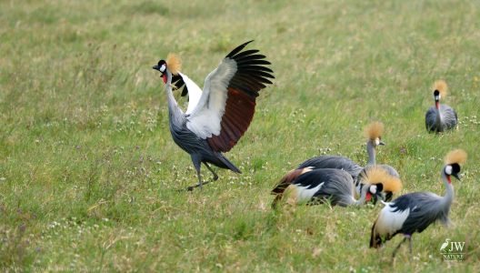 Gray Crowned-Crane