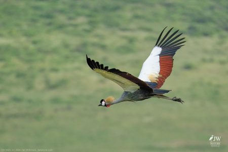 Gray Crowned-Crane
