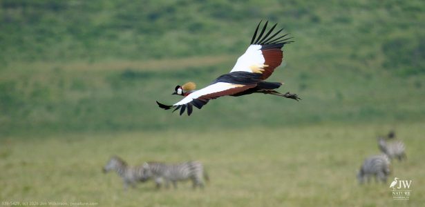 Gray Crowned-Crane
