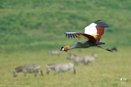 Gray Crowned-Crane