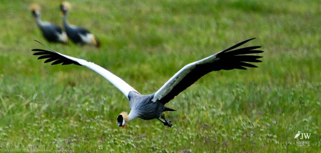 Gray Crowned-Crane