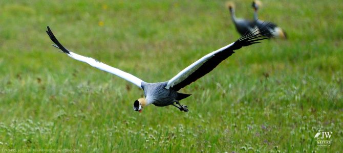 Gray Crowned-Crane
