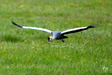 Gray Crowned-Crane