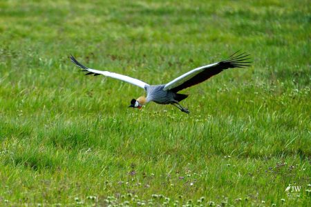 Gray Crowned-Crane