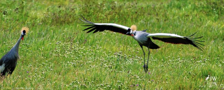 Gray Crowned-Crane