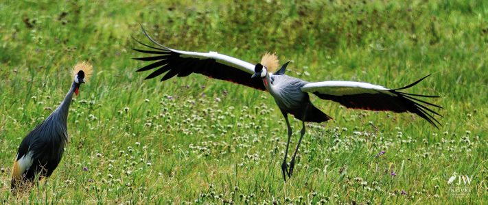 Gray Crowned-Crane