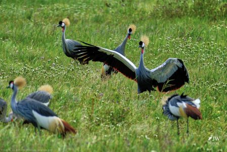 Gray Crowned-Crane