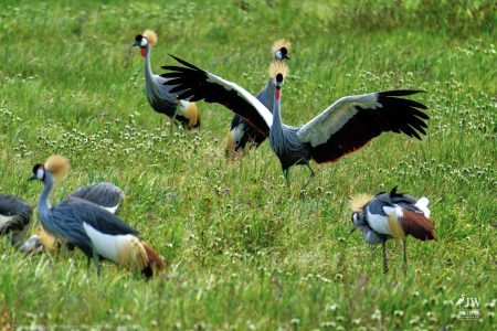 Gray Crowned-Crane