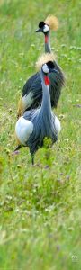 Gray Crowned-Crane